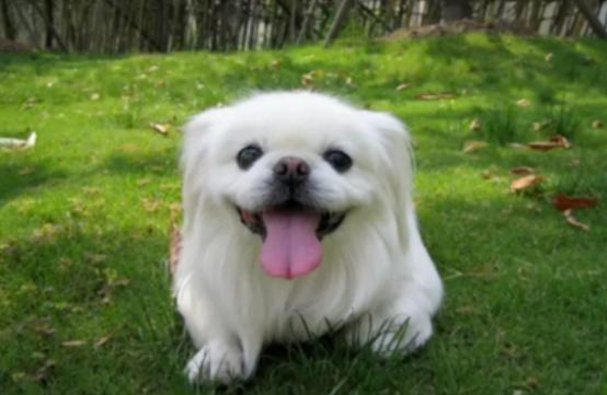 世界上哪只宠物狗最听话,哪一种宠物狗最可爱最听话最好养
