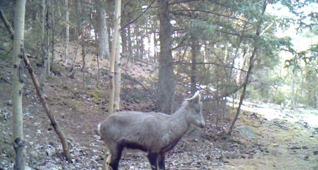 艺高胆大的动物是什么,艺高胆大什么生肖动物