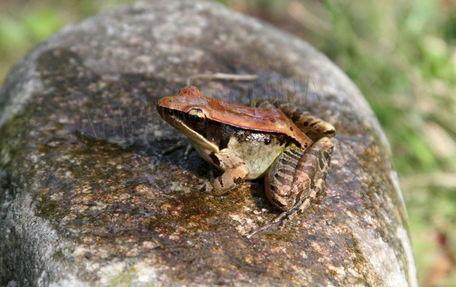 会弹琴的鱼,弹琴蛙图片