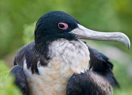 世界上飞得最快的鸟图片图文,世界上飞得最快的10种鸟