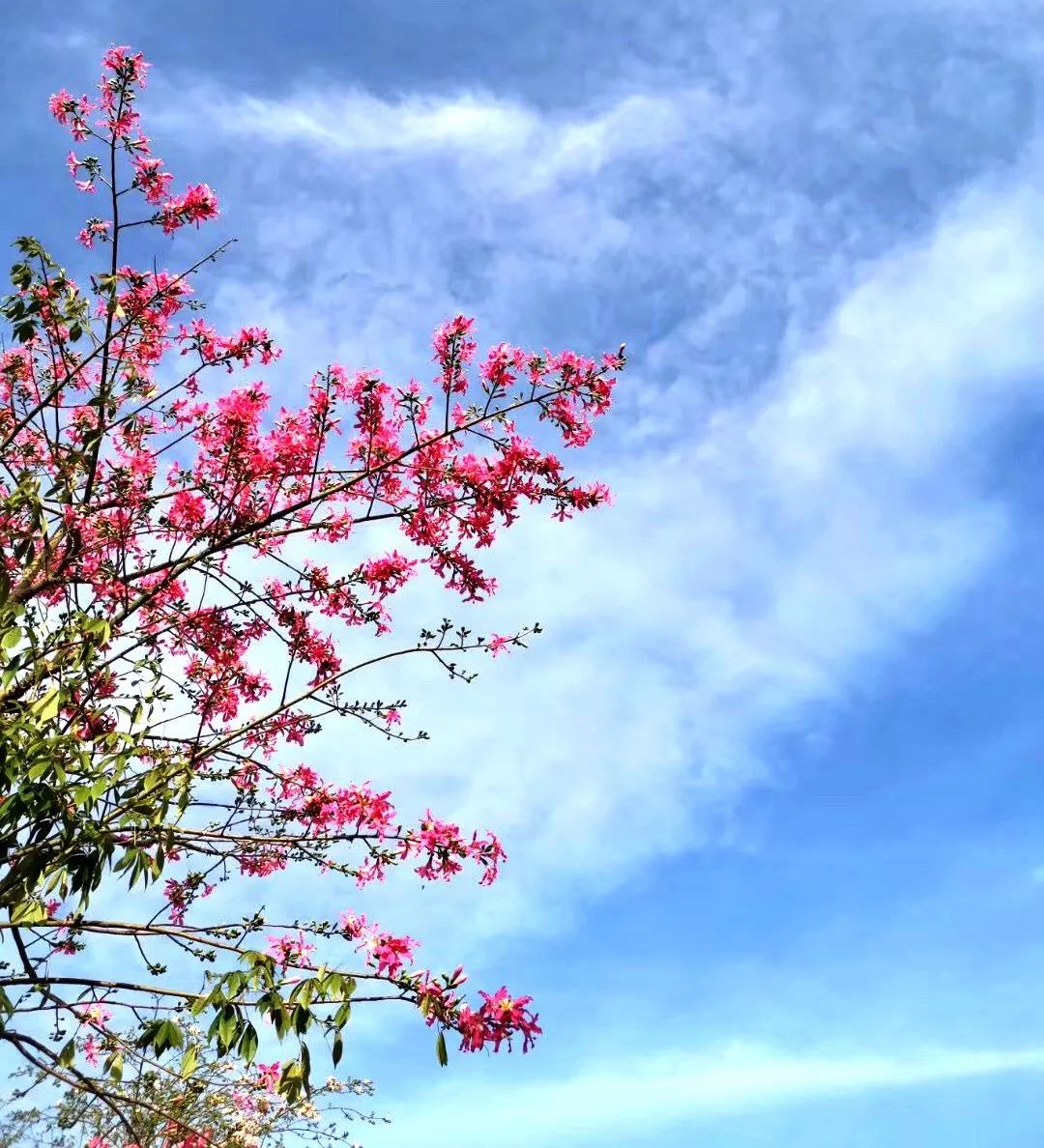 深圳淘金山绿道入口攻略,深圳淘金山绿道在哪里