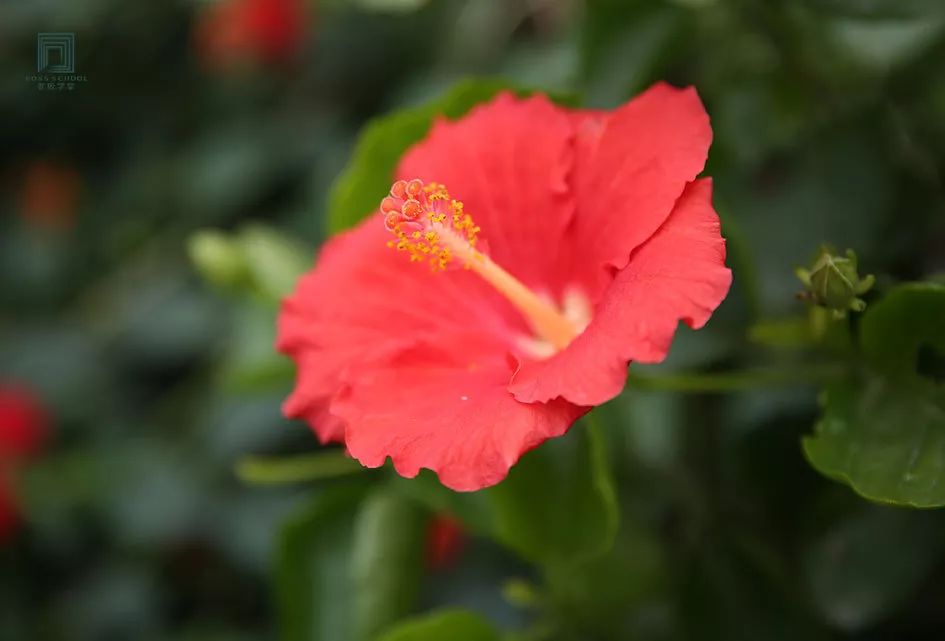初花跟盛花区别,初花和盛花的区别