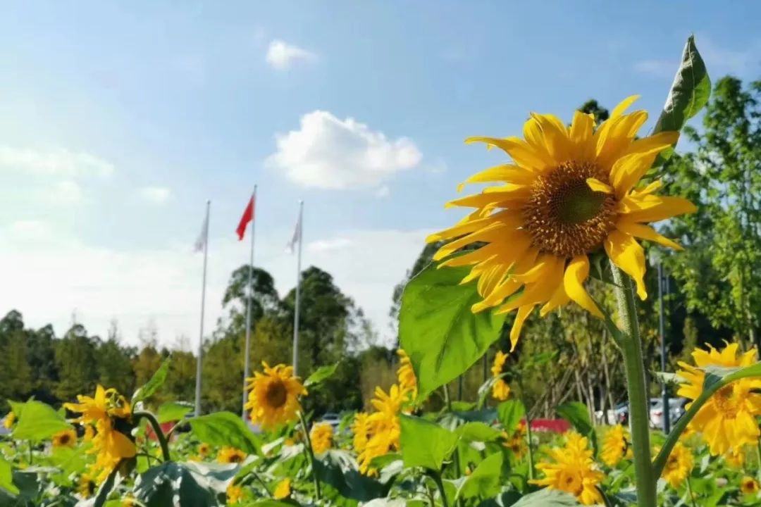 omg爆火,最近超火的omg视频