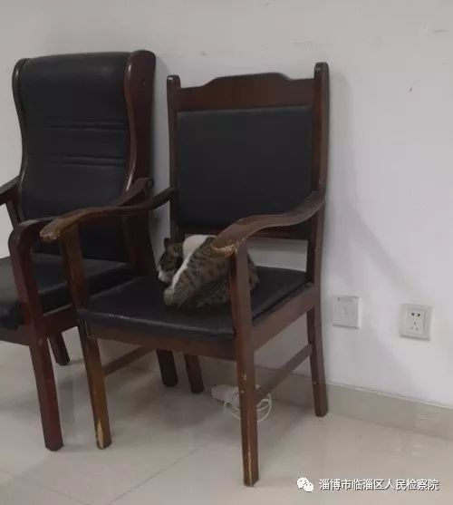 我是一只猫直播,我是一只猫现场