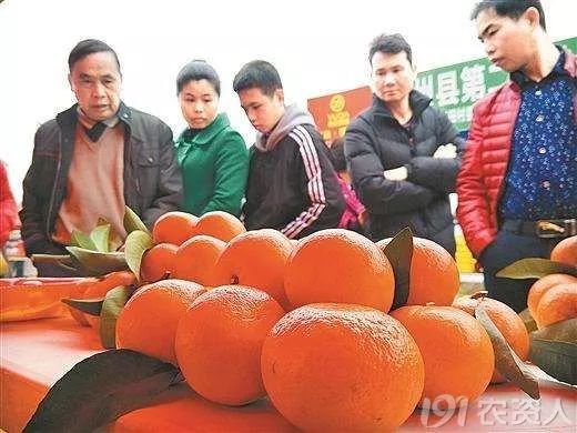 柑橘大混战怎么卖果,种植柑橘靠品质盈利谈何容易