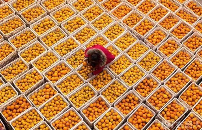 种柑橘增加收益的十条建议,如何把柑橘打开销路