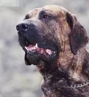 有哪些巨型犬有优点没缺点,世界最猛的巨型犬十大排名