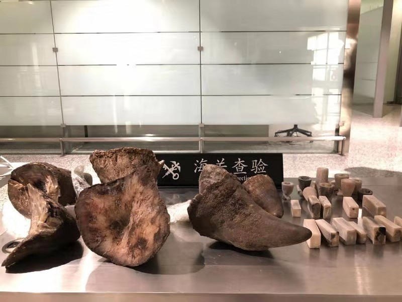 香港海关查获犀牛角,2019上海海关走私犀牛角被判几年
