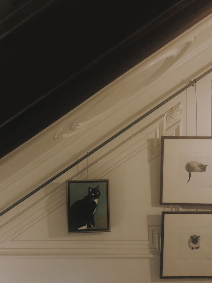 各种猫咪的博物馆,猫咪博物馆都有哪些猫