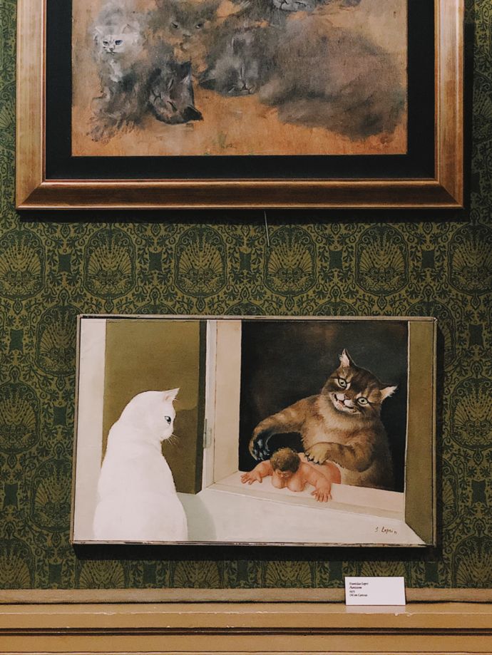 各种猫咪的博物馆,猫咪博物馆都有哪些猫