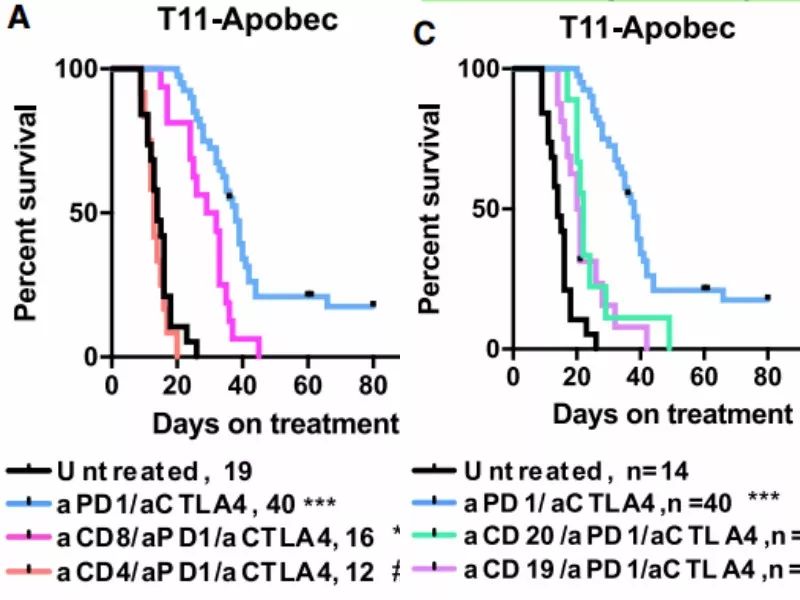 《细胞》：B细胞竟是癌症免疫治疗的关键！科学家首次发现，B细胞产生的抗体竟然是三阴性乳腺癌响应免疫治疗的必要条件丨科学大发现