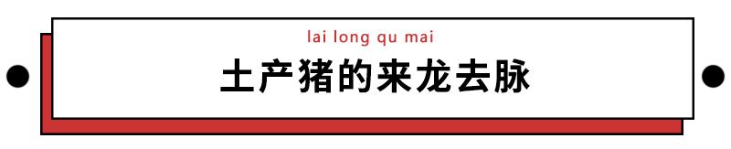 我们常吃的猪都是从哪儿来演化的,猪是从哪里来的