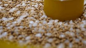 鲜活蚌珍珠探店,珍蚌开蚌珍珠diy体验馆从化