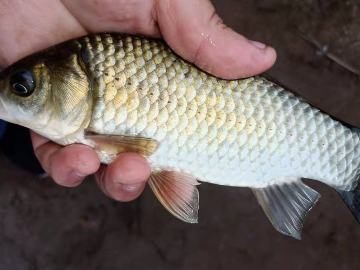 探钓偶遇小钓友怎么说,钓场用什么搭钓台