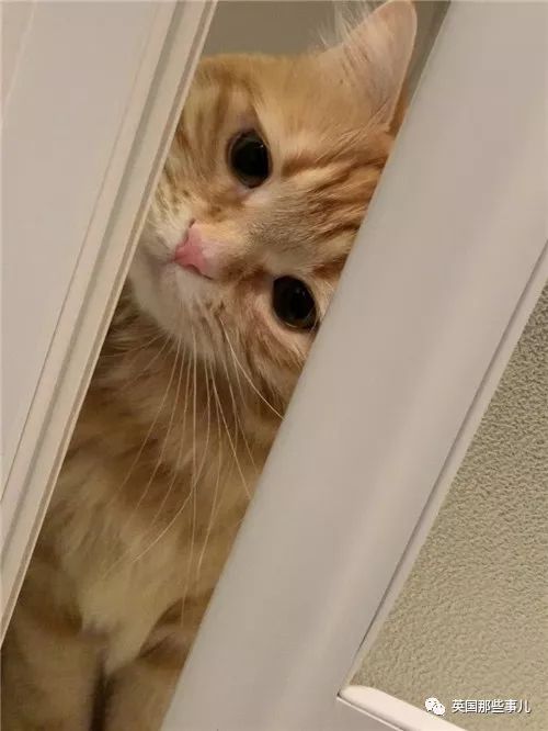 喵星人的日常图片大全,最好看的喵星人图片