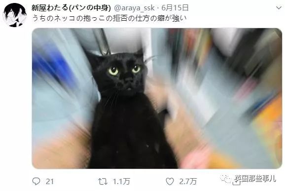 喵星人的日常图片大全,最好看的喵星人图片