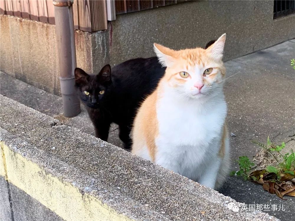 盘点喵星人的高光时刻,最好看的喵星人图片