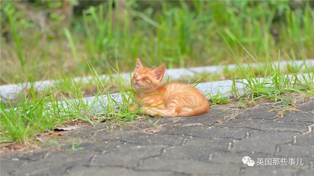 喵星人的日常图片大全,最好看的喵星人图片