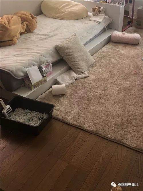 喵星人的日常图片大全,最好看的喵星人图片