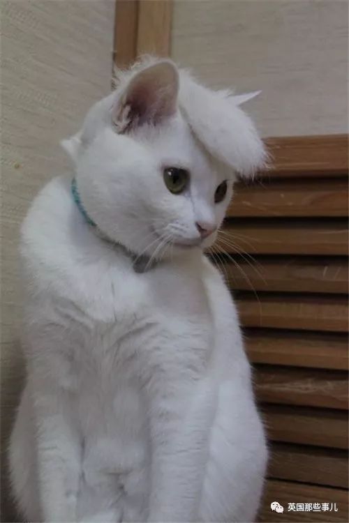 喵星人的日常图片大全,最好看的喵星人图片