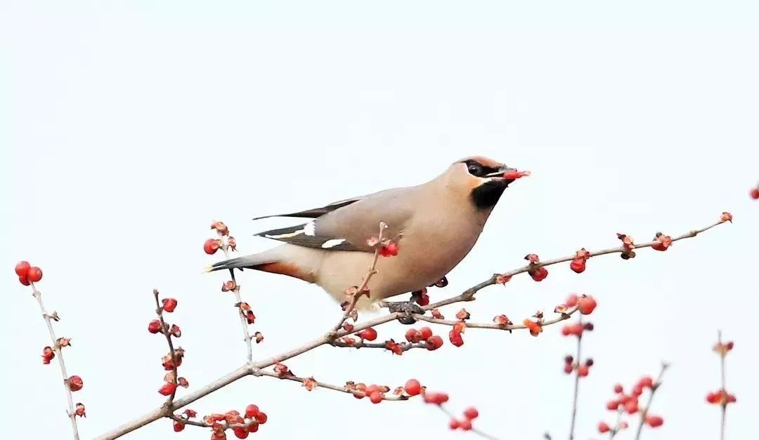 瞒不住了！昌平天空划过一群“小精灵”！可爱的那种！