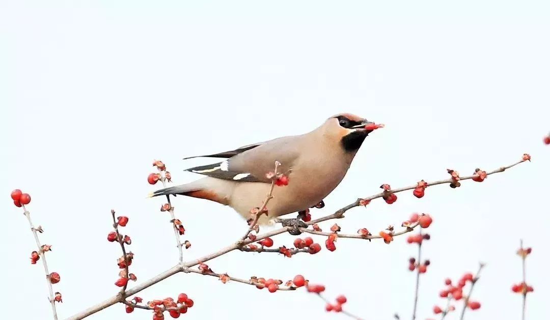 瞒不住了!昌平天空划过一群“小精灵”!可爱的那种!
