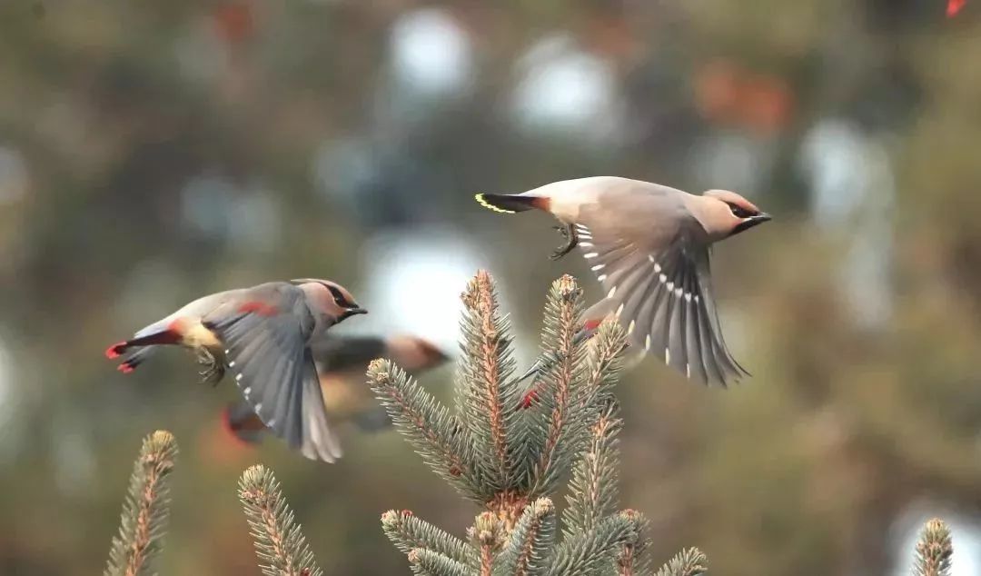 瞒不住了！昌平天空划过一群“小精灵”！可爱的那种！