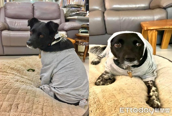 汪汪被包成伤患犬!转头尴尬脸笑翻全家人