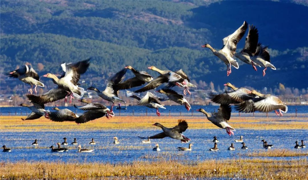 关于一张去丽江的旅游图,100张丽江照片