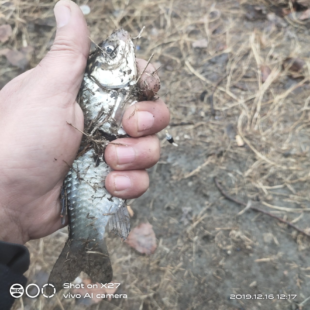 春天小雨天钓鲫鱼技巧和方法,钓鲫鱼的正确方法与技巧