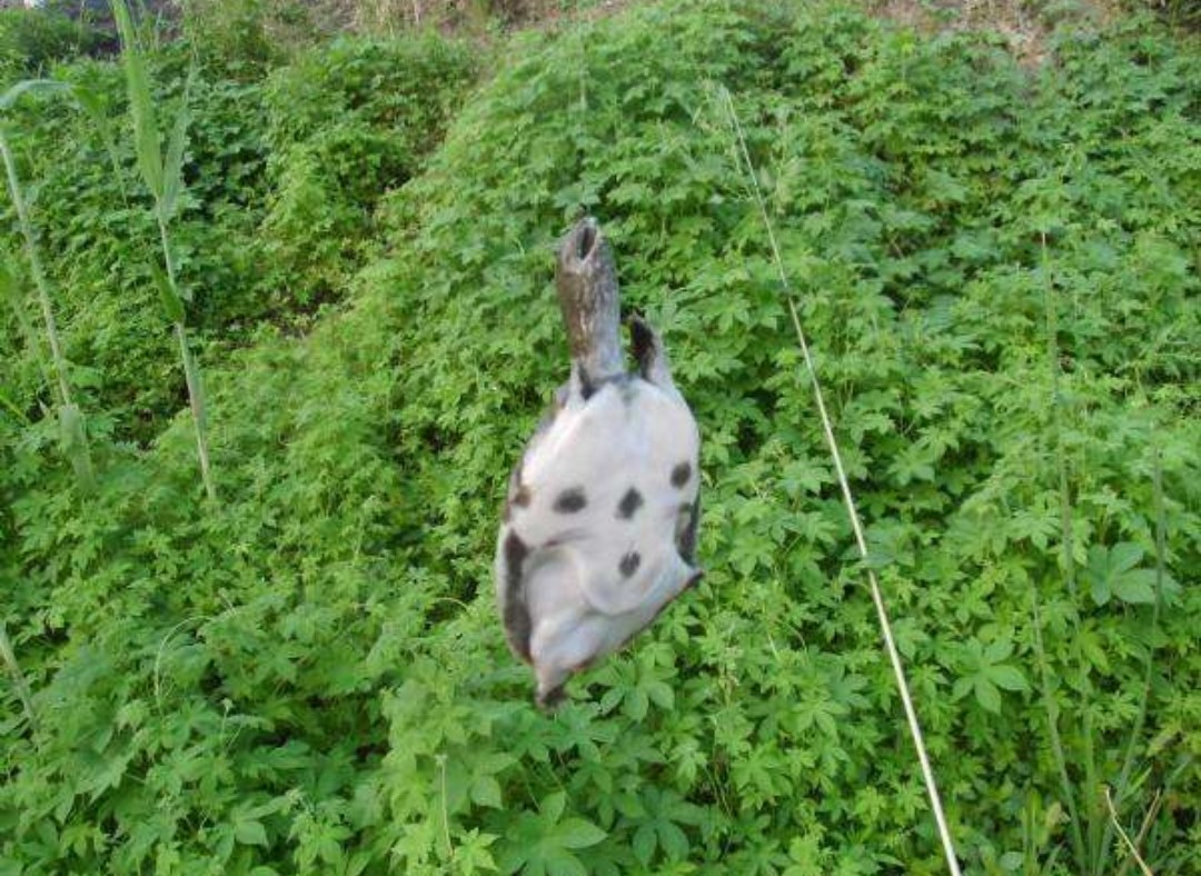 鱼有鱼路鳖有鳖道，详谈甲鱼生活习性和野钓技巧