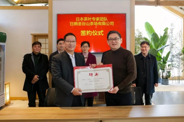 日照古风茶,最风雅的日照茶