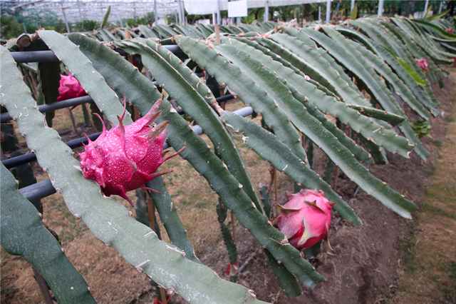 复旦博士10年前种下上海第一棵火龙果，如今成了千亩主题公园