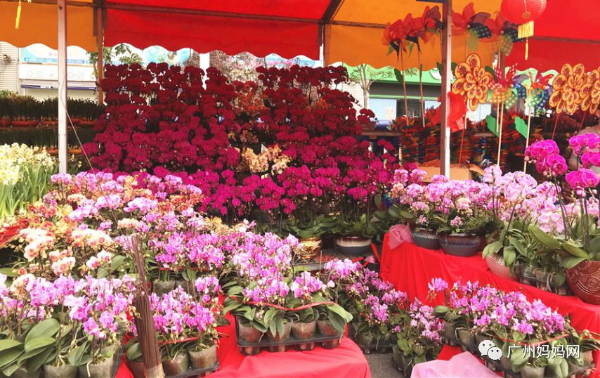 广州迎春花市哪里值得去,广州迎春花市指南