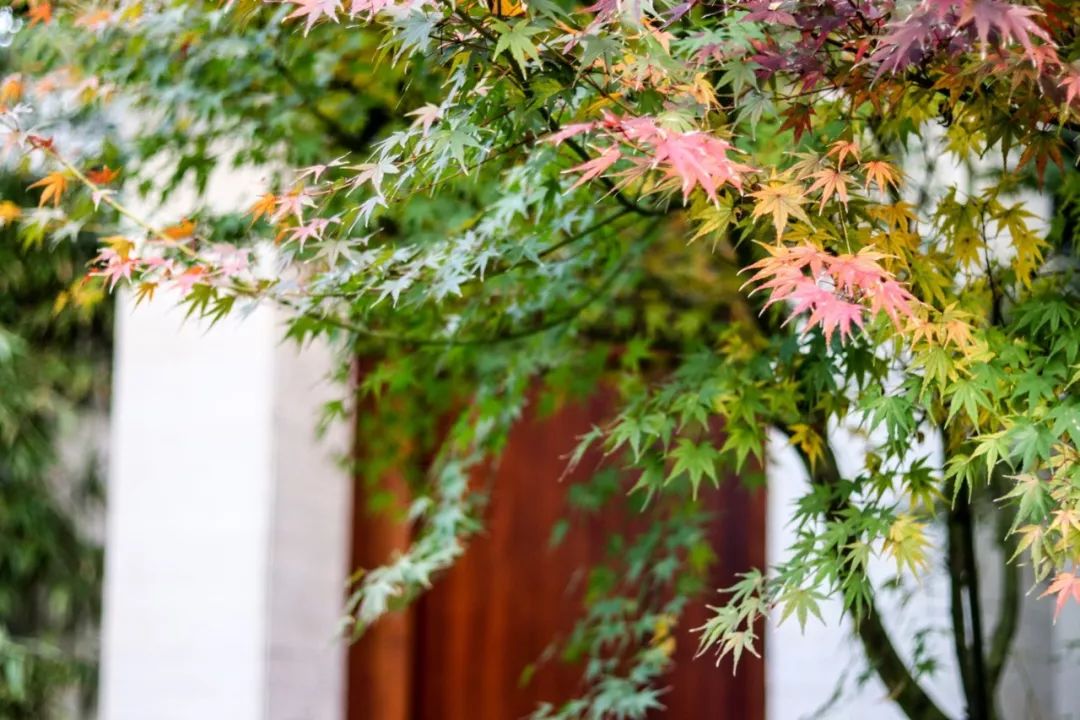 山水环抱、私汤入户|是时候造访全球首家悦榕庄温泉度假村了