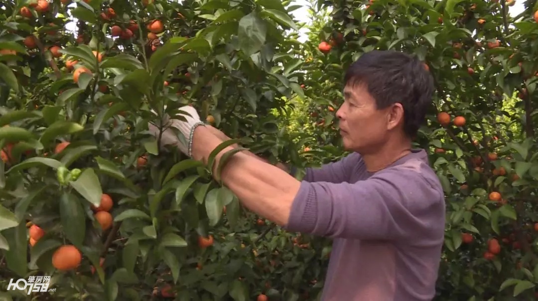 大新镇沙糖桔丰收视频,迳口沙糖桔采摘园