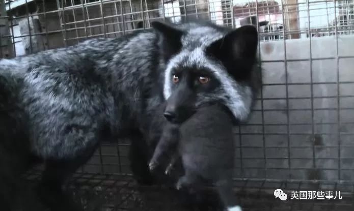 一只差点被做成皮草大衣的北极狐，如今白白胖胖过上了圣诞节