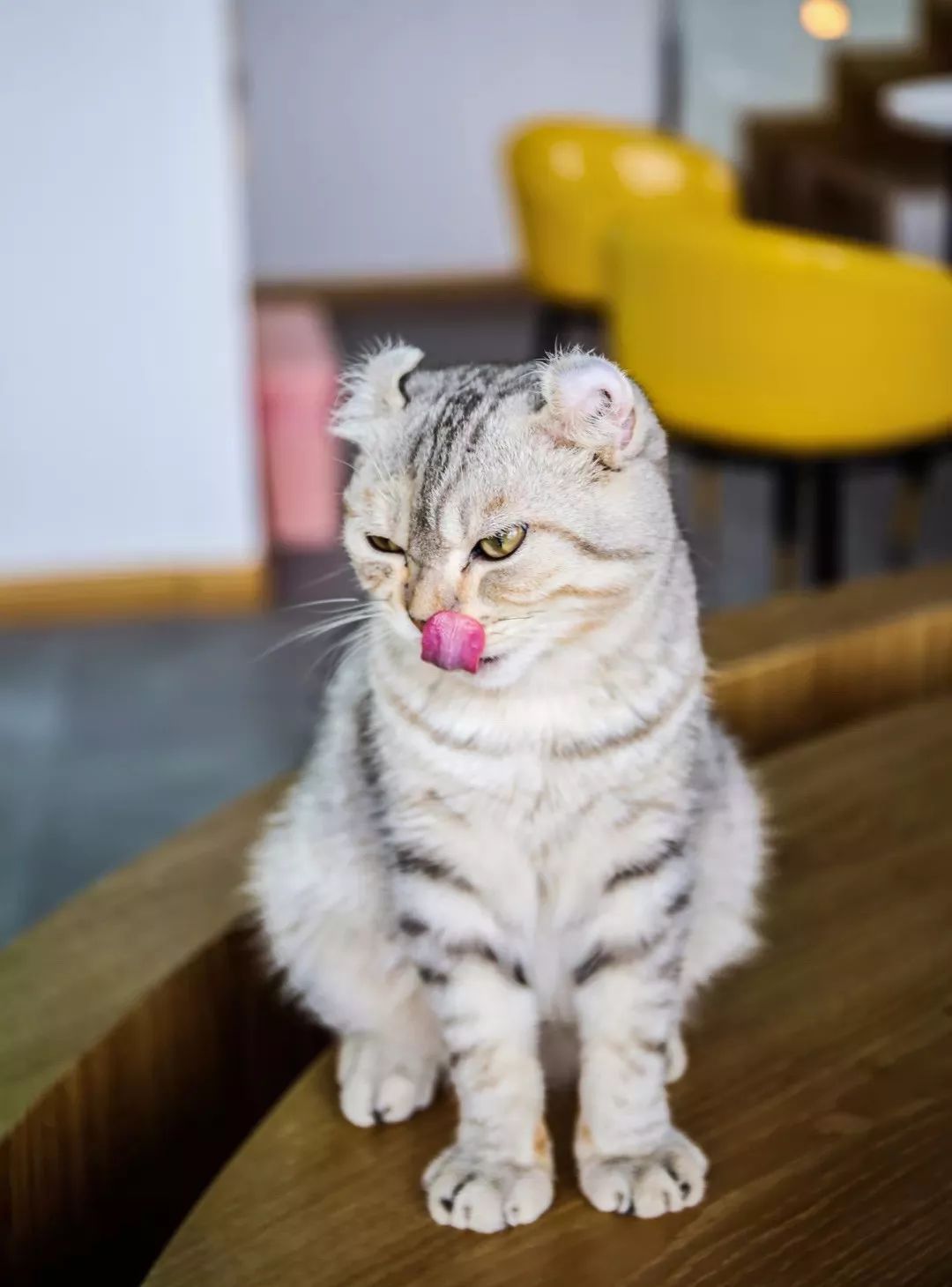 吸猫撸狗遛羊驼,吸狗撸猫遛羊驼