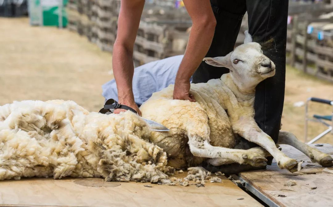 超黑科技“火山”被，薅光澳大利亚的羊毛，冷冬也能睡出“岩浆”热