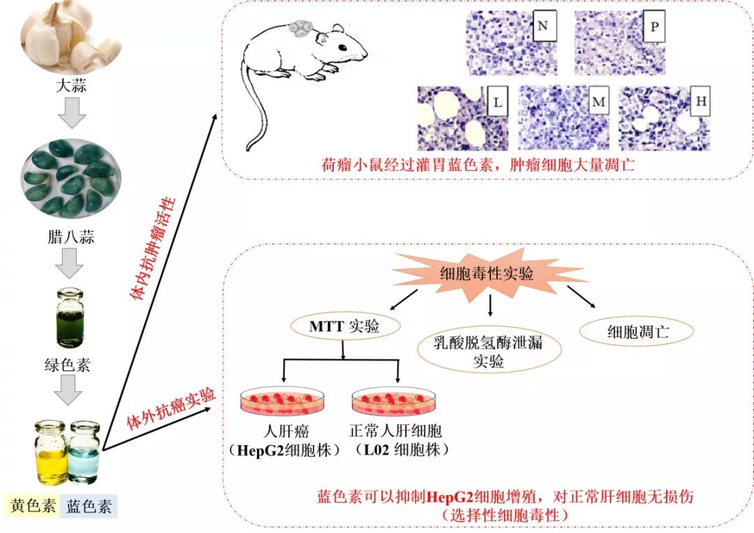 抗癌大蒜,大蒜抗癌的八大效果