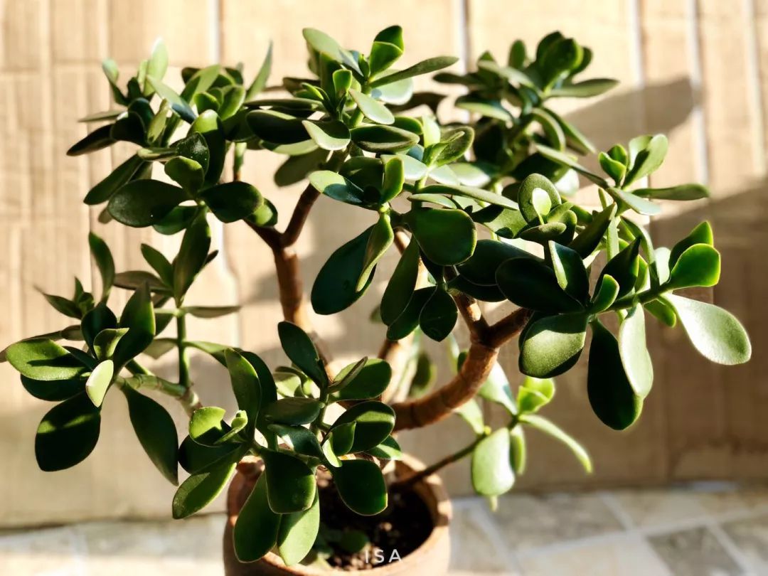 retrofit,retrofit是什么