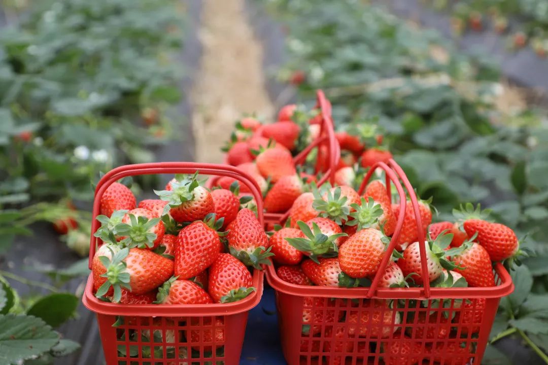 最便宜的草莓采摘方法,草莓采摘攻略怎样摘下来