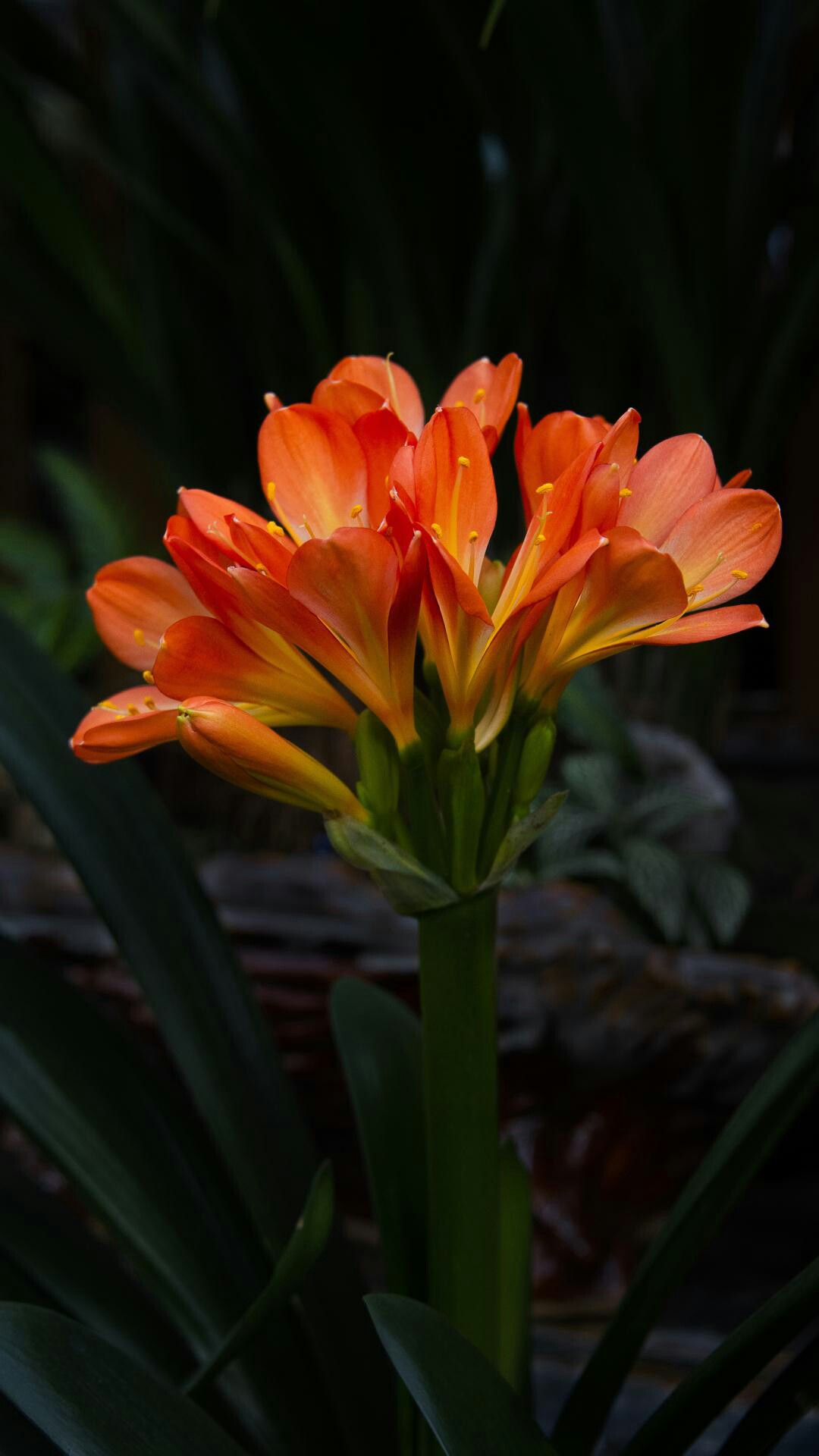 野钓运气爆棚,野钓钓到了1000斤大鱼