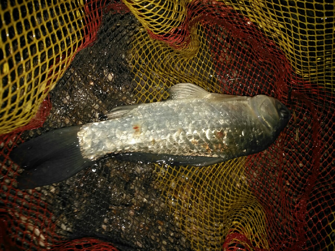 野钓运气爆棚,野钓钓到了1000斤大鱼