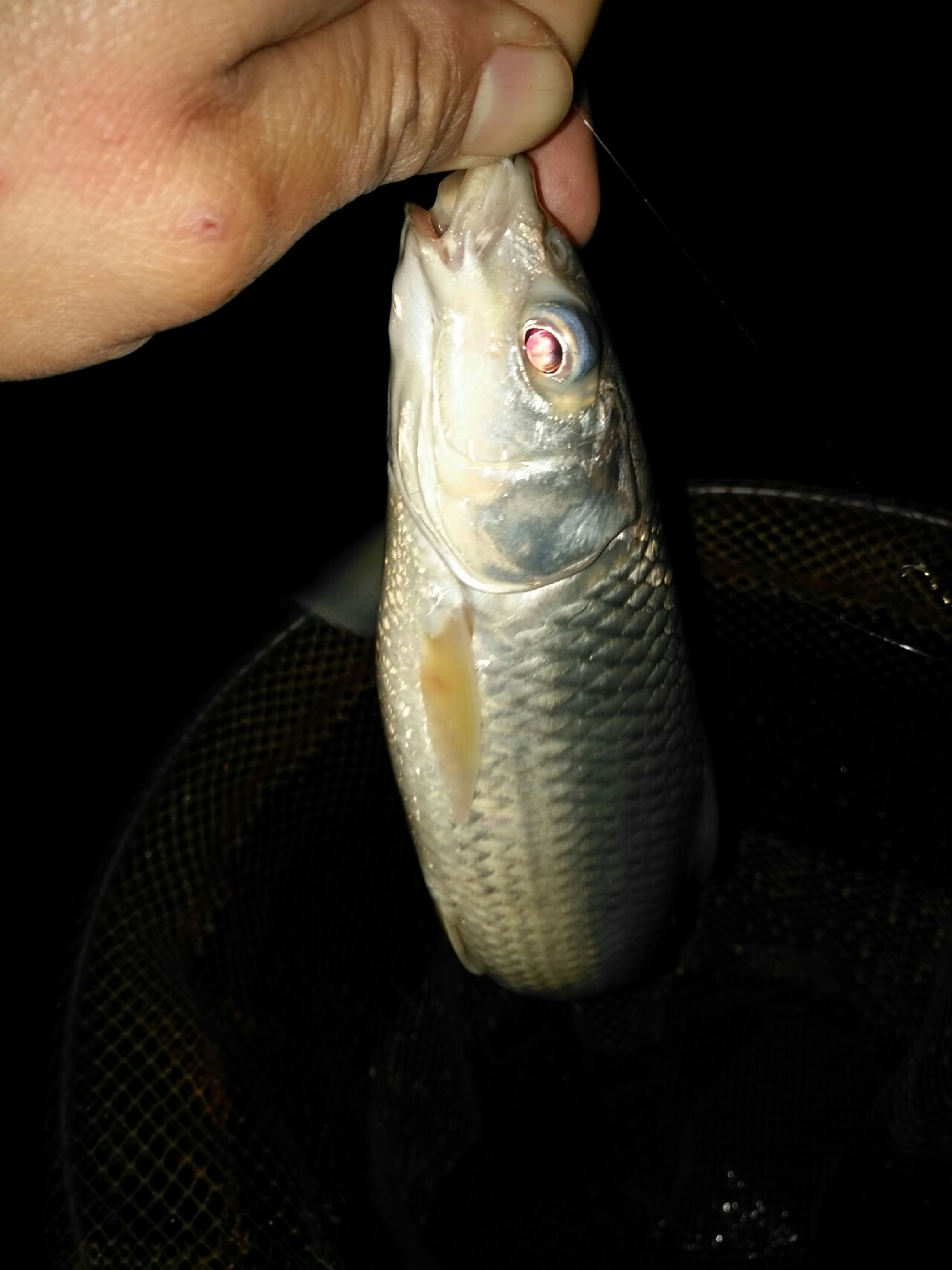 野钓运气爆棚,野钓钓到了1000斤大鱼