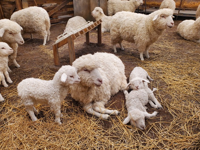 三星w20心系天下开盖有点弯曲,三星w20心系天下外屏怎么全屏