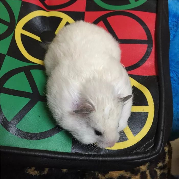 日推网友鼠年仓鼠腮帮子大赛，满屏圆滚滚毛茸茸敲可爱