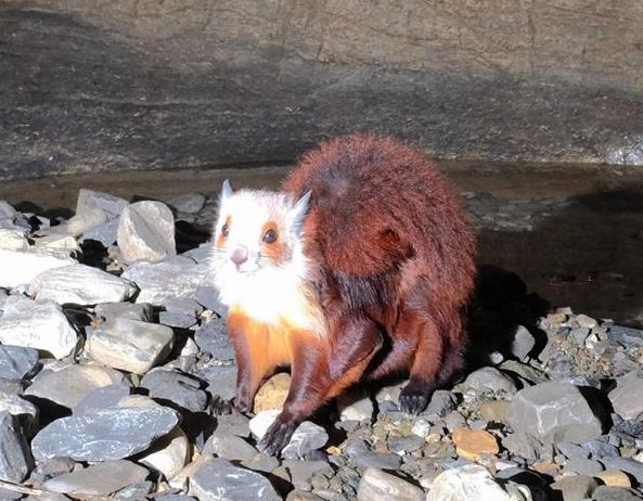 猪拱嘴鱼、长角蟋蟀、金色蜈蚣……贵州一溶洞发现多种不明生物