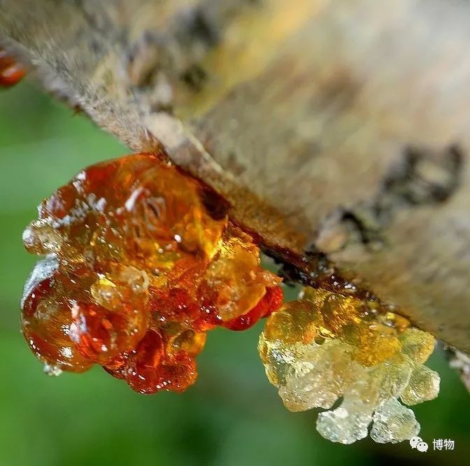 传说中美容养颜的桃胶,桃胶美容养颜真的假的