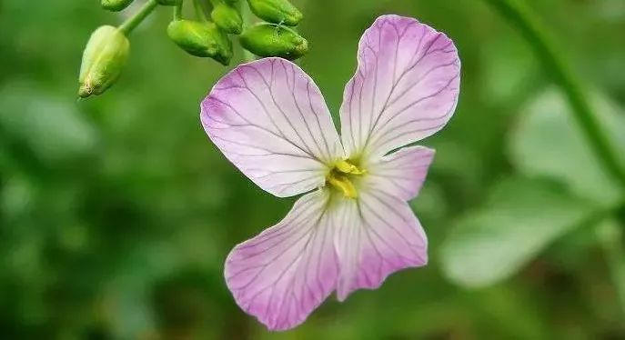 腊梅不是梅,腊梅不是梅花吗